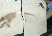 La Aduana interceptó el contrabando de 100 piezas de fósiles de dinosaurios con destino a España