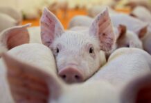 Argentina cierra la importación de carne de cerdo de Alemania por foco de peste porcina africana