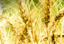 El Gobierno simplifica normativa para los productores agrícolas