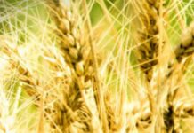 ARCA implementa el Decreto 682/25 y habilita alícuota cero para granos y subproductos