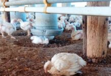 Argentina suspende las exportaciones de productos avícolas por un caso de gripe aviar