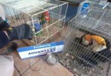 Aduanas de Chile incauta 25 aves exóticas en El Loa