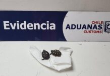 Aduanas de Chile incauta tortugas bebés ocultas en una caja de zapatos, sin agua ni alimento